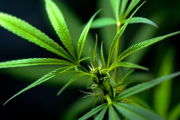 Find the Right Strain for You - How to Choose Marijuana Strains