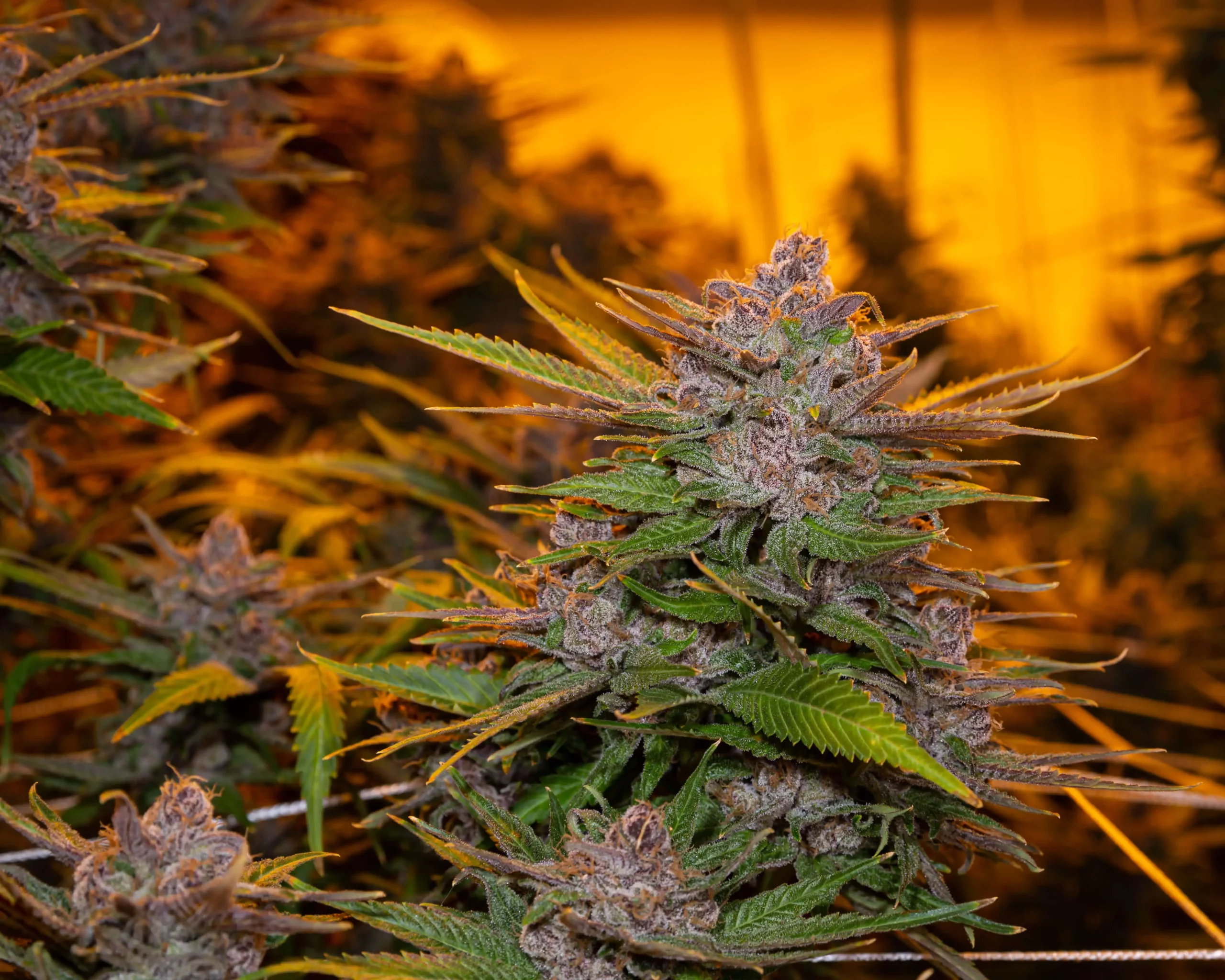 Shaman Medical Marijuana Cannabis Strain