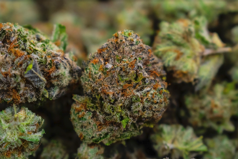 Guava Dawg Strain - Colorado Springs Dispensary - Order Online