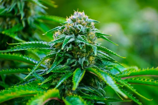 How to Choose Marijuana Strains