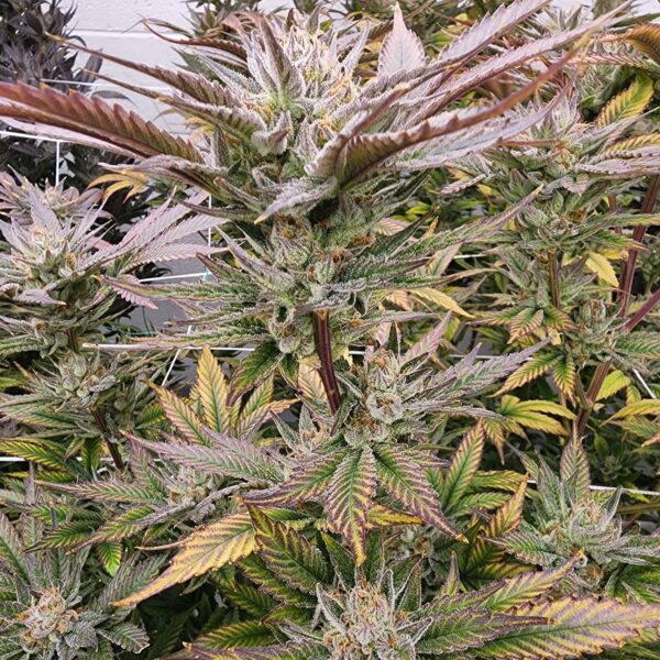 Greasy Grapes Strain Buy Online Colorado Springs Grant Pharms