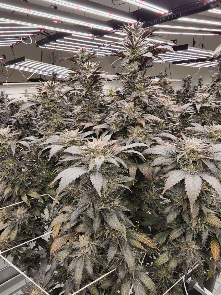 Medical Marijuana Dispensary Colorado Springs Grant Pharms