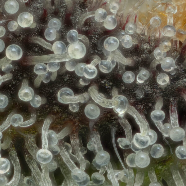 Guava Dawg Trichome Heads