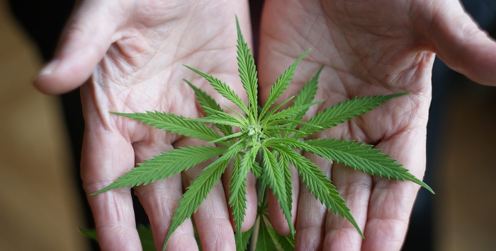 Reducing Opioid Use in Seniors with Medical Marijuana Reducing Opioid Use in Seniors with Medical Marijuana