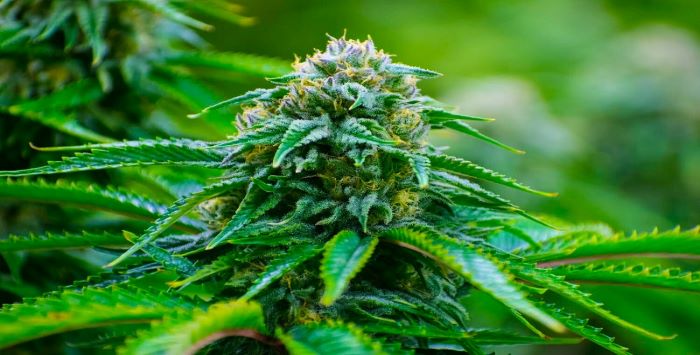 Find the Right Strain For You - How To Choose Marijuana
